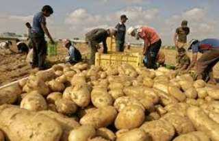 الزراعة: ارتفاع صادرات مصر والبطاطس تحتل المركز الثاني بعد الموالح