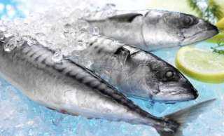 45 مليون دولار واردات مصر من السمك الماكريل والجمبرى خلال شهر يونيو