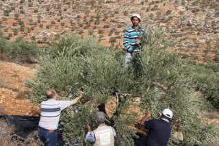 مستوطنون يسرقون محاصيل الزيتون في نابلس