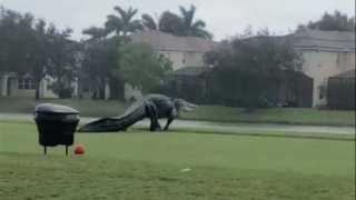 بالفيديو.. ظهور تمساح ”بحجم ديناصور” في أحد ملاعب الغولف