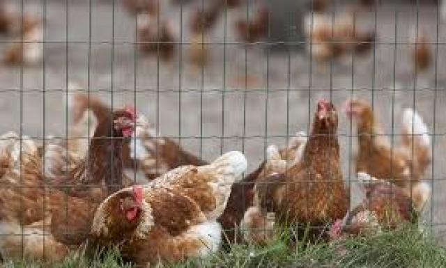 إعدام 190 ألف دجاجة في هولندا 