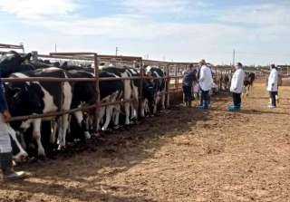 خلال شهر فبراير الماضي... بيطري الشرقية : فحص 3700 رأس ماشية ضد البروسيلا والسل البقري