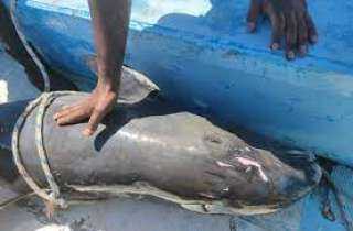 إنقاذ عشرات الدلافين من موت مؤكد بأحد الشواطئ السعودية.. فيديو