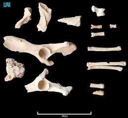 فريق من علماء الآثار يكتشف أقدم دليل لاستئناس الكلاب في الجزيرة العربية بمحافظة العلا