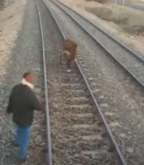 بالفيديو..  يقظة سائق قطار الأقصر وكيف أنقذت حمارا مربوطا على السكة الحديد