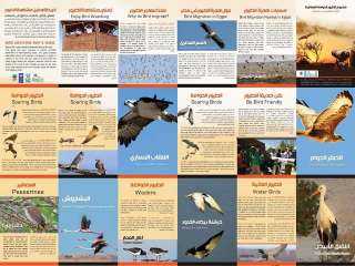 مصر تشارك العالم الاحتفال باليوم العالمى للطيور المهاجرة على منصات التواصل الاجتماعى
