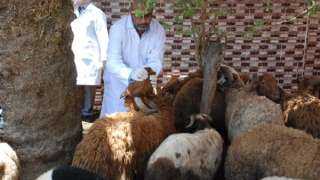التموين تطرح 30 آلف رأس ماشية بالشوادر استعدادا لاستقبال عيد الأضحي