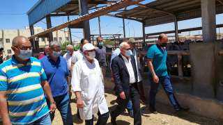 محافظ بورسعيد  : محطة تسمين الماشية بجنوب بورسعيد تستقبل المواطنين الراغبين فى حجز العجول والأضاحى