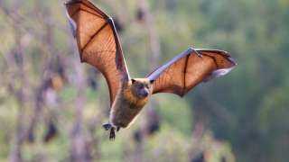 الهند.. اكتشاف تفشي أحد أخطر الفيروسات في العالم بين نوع جديد من الخفافيش