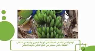 ”الزراعة” تصدر نشرة بالتوصيات الفنية لمزارعي محصول الموز يجب مراعاتها خلال شهر يوليو