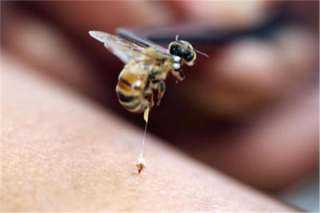 فوائد لسع النحل لكل مرض في جسم الإنسان