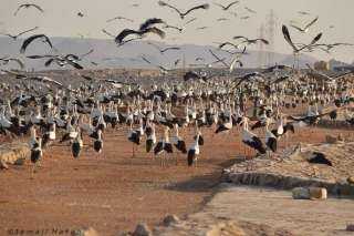 وزيرة البيئة : رصد أولى أسراب الطيور المهاجرة بمحميات جنوب سيناء