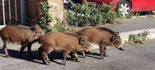 شاهد.. الخنازير البرية تغزو روما
