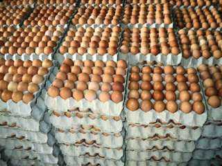 الزراعة: توفير كرتونة البيض بـ45 جنيها بمنافذ الوزارة