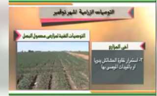 الزراعة تصدر نشرة بالتوصيات الفنية لمزارعي محصول البصل يجب مراعاتها خلال شهر نوفمبر