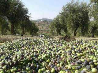 سانا: مسلحون موالون لتركيا يستولون على محصول الزيتون بريف حلب الشمالي