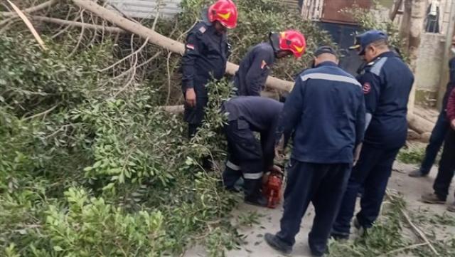 سقوط شجرة ضخمة بشارع في طنطا دون وقوع إصابات