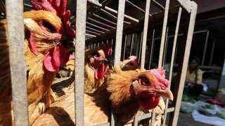 اكتشاف بؤرة لإنفلونزا الطيور في مزرعة بالجولان السوري المحتل