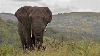 فيل يقتل امرأة وطفلها دهسا تحت أقدامه في زيمبابوي