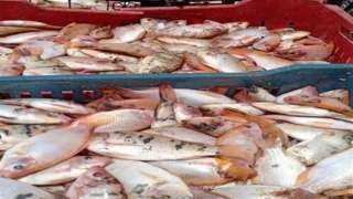 «الثروة السمكية»: زيادة إنتاج الأسماك الفاخرة من انتاج البحار والبحيرات