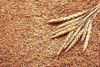 تراجع أسعار القمح عالمياً بمستهل تعاملات اليوم
