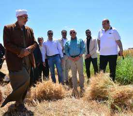 محافظ بورسعيد يشهد موسم حصاد القمح بمنطقة سهل الطينة