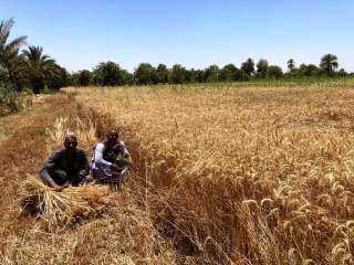 محافظ أسوان : إنتظام توريد محصول القمح لموسم الحصاد الحالي بإجمالى 55.5 ألف طن حتى الآن