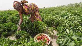 «الجارديان»: حكومة بريطانيا تطالب بإيلاء الاهتمام لأزمة الغذاء بمنطقة القرن الإفريقي