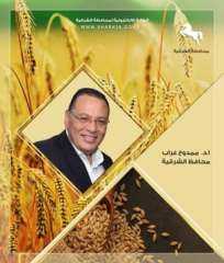 حصاد ٣٢٤ ألف و٣٨٦ فدان ... سنابل القمح الذهبية تتلألأ بشون وصوامع محافظة الشرقية