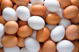 استقرار أسعار البيض بالاسواق المصريه اليوم