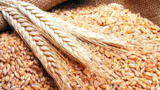 تموين الغربية: توريد 146 ألف طن من القمح للشون والصوامع