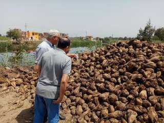 ”الزراعة” تتابع توريد محصول البنجر لمصانع السكر في محافظة كفر الشيخ