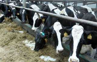 الزراعة: تطوير رؤوس الماشية سيكون له مردود كبير علي المربين