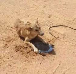 بالفيديو.. مواطن ينقذ ذئبا من الموت عطشا في الصحراء بالسعودية