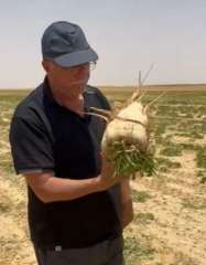 ”الزراعة” بدء موسم حصاد البنجر في مشروع غرب المنيا