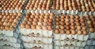 التموين: استمرار طرح البيض بالمجمعات.. والكميات مرشحة للزيادة حال زيادة الطلب