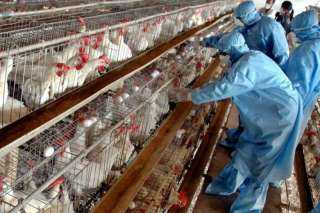 إنجلترا تفرض عزل الدواجن لاحتواء تفشي إنفلونزا الطيور