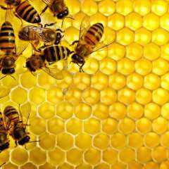 24 مليون دولار صادرات مصر من النحل الحى