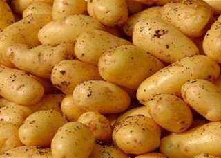 البطاطا المصرية تغزو أسواق النرويج