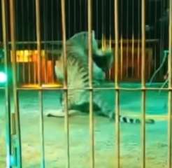 فيديو.. نمر يهاجم مدربه في سيرك بإيطاليا