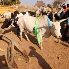 مقتل عريس حاول لقاء عروس المستقبل وسط الأبقار فى جنوب السودان