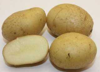 الزراعة: 4 توصيات لتجنب إصابة البطاطس ”باللفحة المتأخرة”