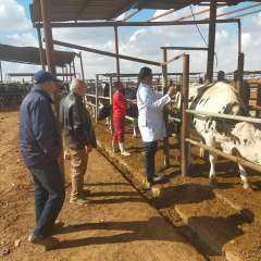 الزراعة : معهد التناسليات ينفذ 150 قافلة بيطرية مجانية وفحص وعلاج أكثر من مليون رأس ماشية