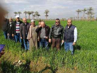 الزراعة تواصل متابعة الحقول الإرشادية للمحاصيل الشتوية والقمح في محافظة بني سويف