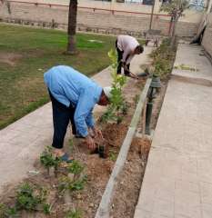 زراعة 100 شجرة بمكتبة مصر العامة بدمنهور ضمن المبادرة الرئاسية”100 مليون شجرة”