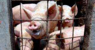 الفلبين تؤكد تفشى حمى الخنازير الأفريقية فى مقاطعة وسط البلاد