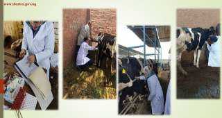 بيطري الشرقية يفحص ٢٢٣٤ رأس ماشية ضد البروسيلا و ٢٠١٤ ضد السل البقرى خلال شهر مارس الماضى