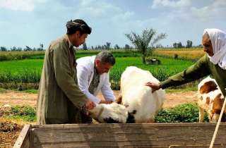 بيطري الشرقية يُحصن ٢٢٨ ألف و ١١  رأس ماشية للوقاية من مرض الحمى القلاعية