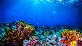 مركز معلومات الوزراء: البحر الأحمر يحتضن أحد أطول تجمعات الشعاب المرجانية بالعالم