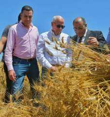 محافظ بورسعيد يشهد موسم حصاد القمح بسهل الطينة شرق بورسعيد